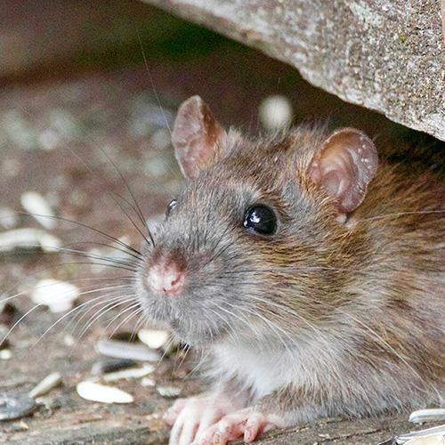 rat-produits-et-pieges-anti-rats-invasion-traitements