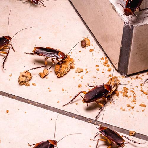 cafards-invasion-blattes-produits-entreprise-traitement