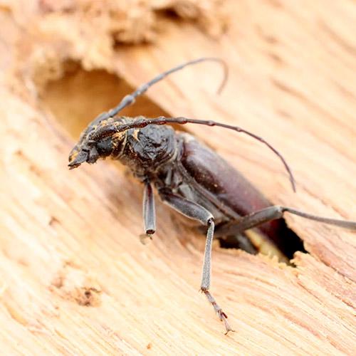 capricornes-vrillettes-mites-bois