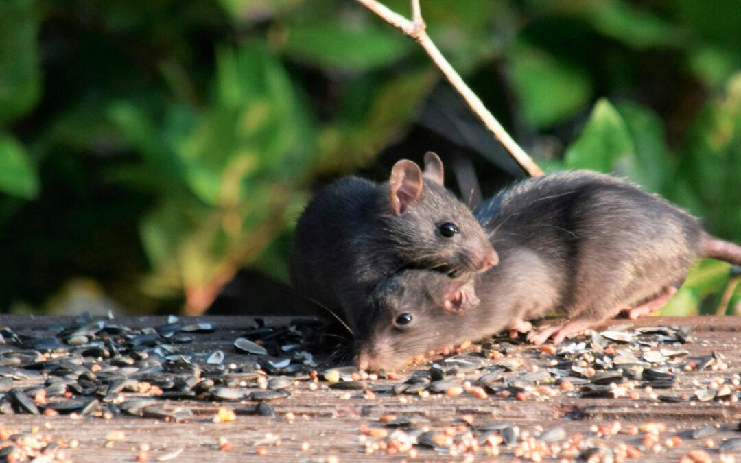 Comment Prévenir une Infestation de Rats dans Votre Maison : Conseils et Astuces