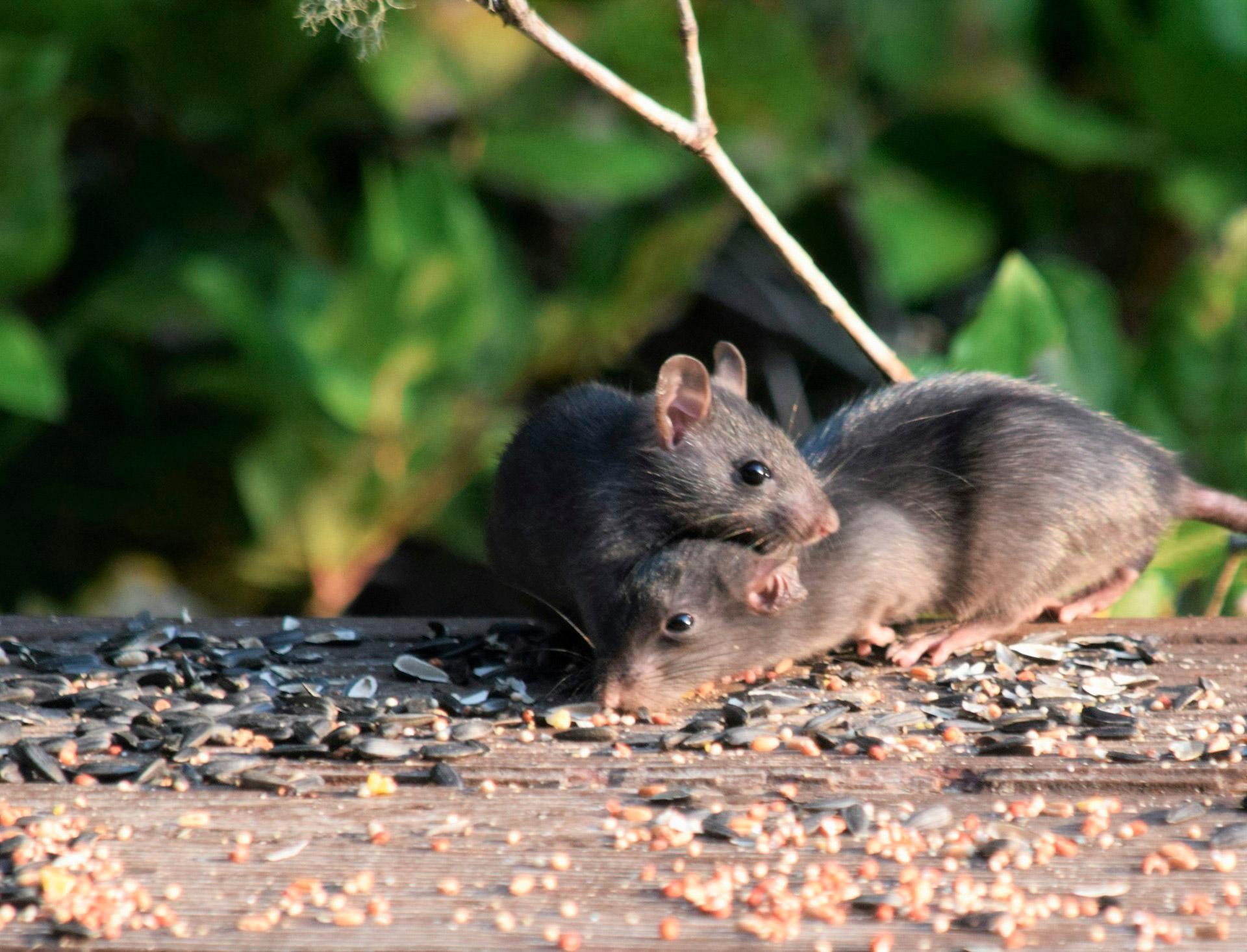 deratiseur-intervention-rats-entreprise