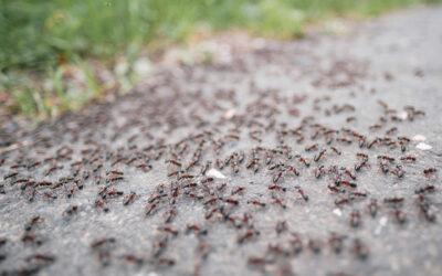 Comment Identifier une Infestation de Fourmis : Signes et Symptômes