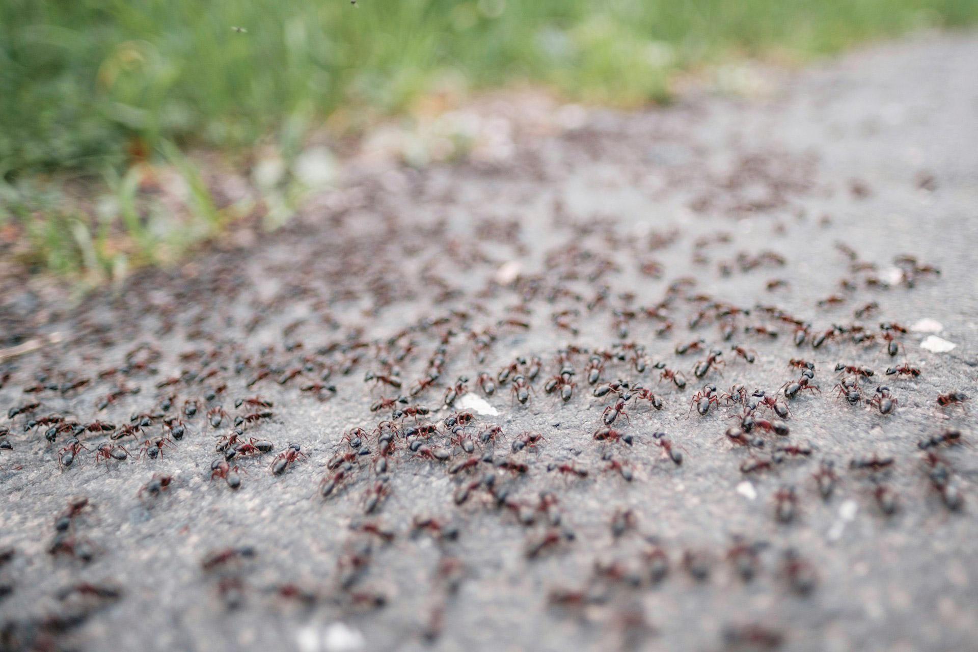 invasion-fourmis-entreprise-urgence