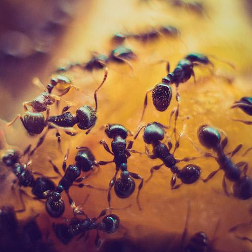 invasion-fourmis-intervention