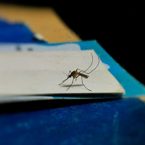 moustique-envahit-produits-chimiques-et-biocide