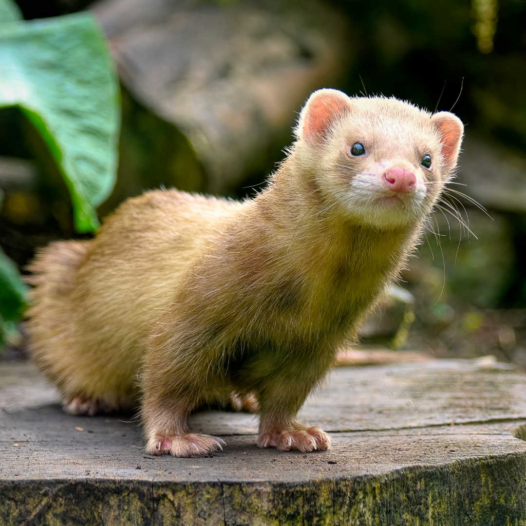 Entreprise-deratisation-biologique-furet-chien-nuisibles-chrono