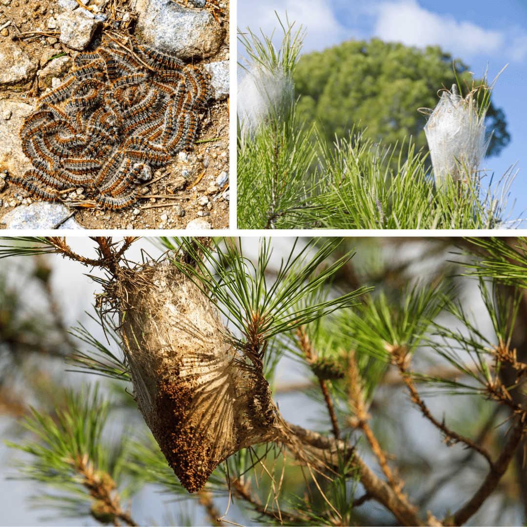 Entreprise-desinsectisation-chenilles-processionnaires-Nusibles-Chrono