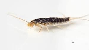 Comment se débarrasser des poissons d'argent